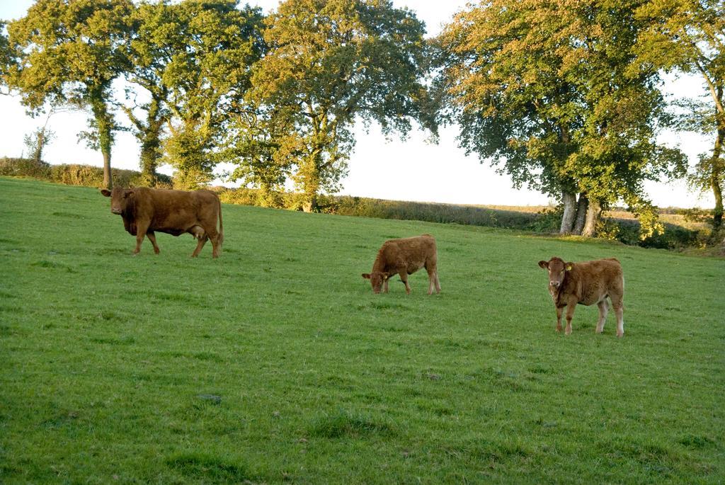 לינה וארוחת בוקר ליסקירד Tregondale Manor Farm מראה חיצוני תמונה