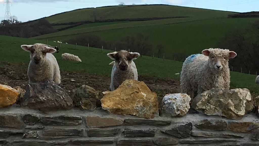 לינה וארוחת בוקר ליסקירד Tregondale Manor Farm מראה חיצוני תמונה